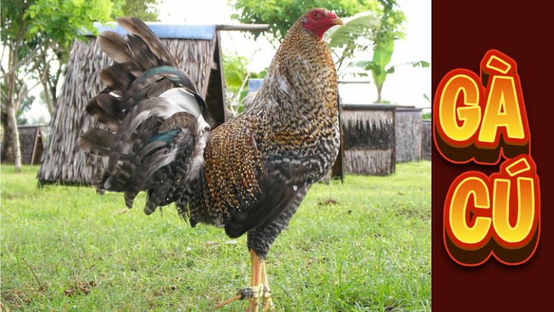 Gà cú là gì ?